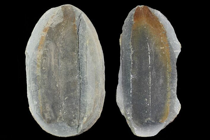 Fossil Neuropteris Seed Fern Leaf (Pos/Neg) - Mazon Creek #72376